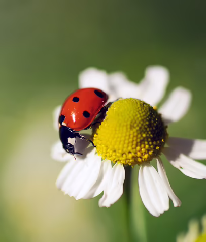 Marienkäfer © Pixabay / Ruslansikunov