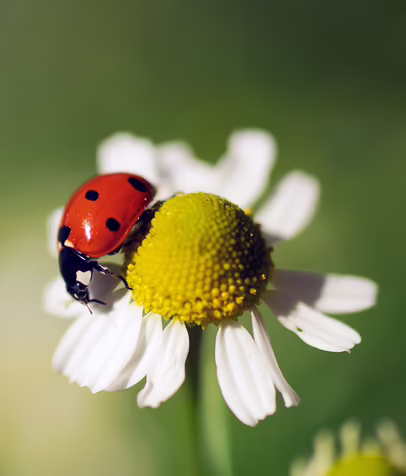 Marienkäfer © Pixabay / Ruslansikunov